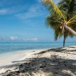 beach with a palm tree and the ocean on a Caribbean bareboat charter