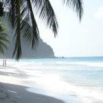palm trees and the ocean in the bvi
