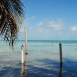 view of the palm trees and ocean on a Belize yacht charter